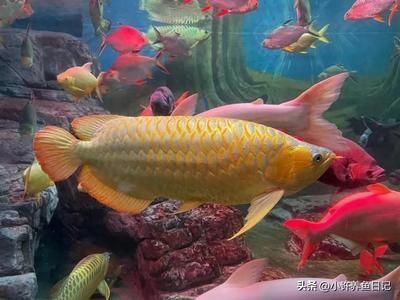 飼料 金黃色的龍魚好不好:金黃色的龍魚在飼養過程中需要注意的問題和應對措施 龍魚百科 金黃色的龍魚好不好:金黃色的龍魚在飼養過程中需要注意的問題和應對措施 金黃色的龍魚好不好:金黃色的龍魚在飼養過程中需要注意的問題和應對措施 龍魚百科