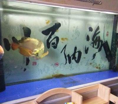 配龍魚的下層魚：如何選擇適合與龍魚混養(yǎng)的下層魚？