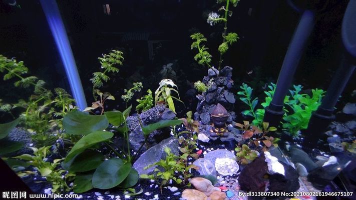 上海紅龍魚專賣店(上海紅龍魚專賣店地址電話) 上海紅龍魚專賣店(上海紅龍魚專賣店地址電話) 龍魚百科