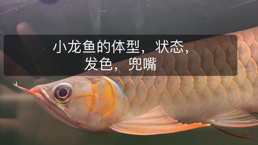 如何辨別高清全龍魚圖片的真偽？ 如何辨別高清全龍魚圖片的真偽？ 龍魚百科 第5張