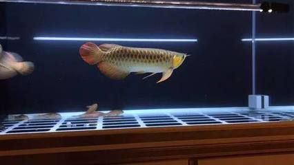 金龍魚怎么區分過背和過水的：金龍魚怎么區分過背和過水