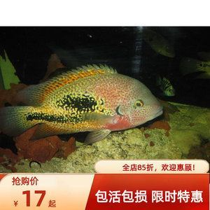 龍魚能吃活魚嗎有毒嗎：龍魚能吃活魚嗎，