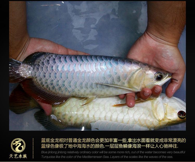 龍魚能吃活魚嗎有毒嗎：龍魚能吃活魚嗎，