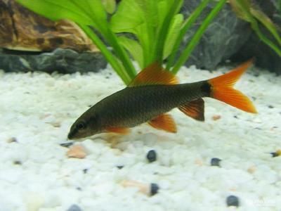 哪種龍魚的價格最高最好養活呢（哪種龍魚的價格最高并且最好養活）