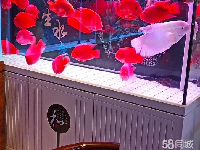 西安龍魚轉讓最新信息