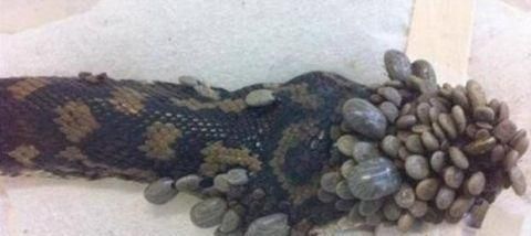 龍魚身上長白疙瘩怎么辦：龍魚身上出現(xiàn)白疙瘩可能是由多種原因引起的，如何預(yù)防