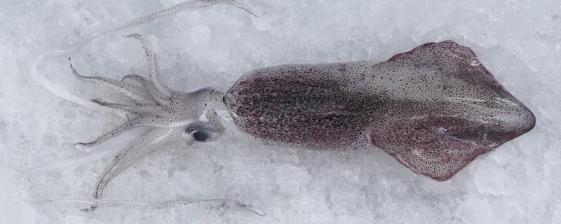用魷魚可以釣什么魚 用魷魚可以釣什么魚 龍魚百科