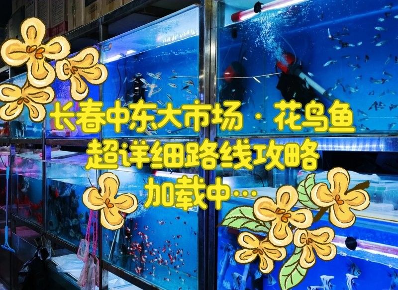 長春龍魚批發市場地址在哪里 長春龍魚批發市場地址在哪里 龍魚百科 第3張