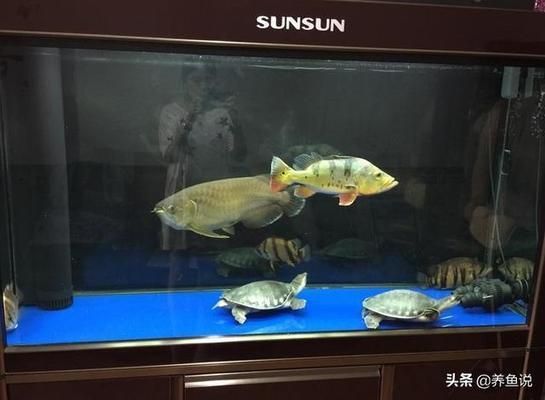 觀賞紅龍魚的唯美句子（紅龍魚飼養技巧）