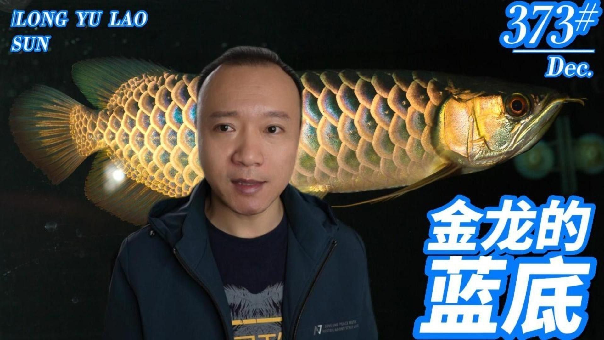有哪些著名的古典藍底過背金龍品種？
