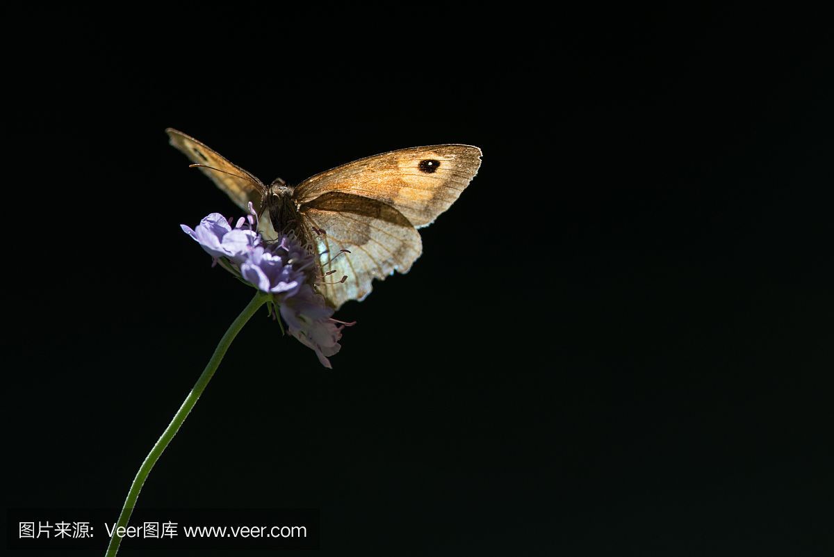 黑色火龍魚(yú)：黑色火龍魚(yú)是什么？