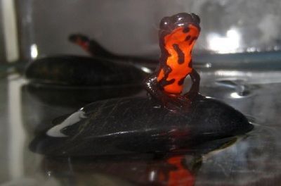 黑色火龍魚(yú)：黑色火龍魚(yú)是什么？