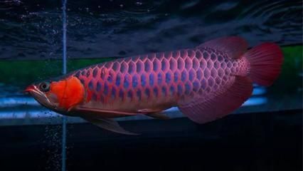龍魚年齡和體長的關系圖 龍魚百科 第2張 龍魚年齡和體長的關系圖 龍魚年齡和體長的關系圖 龍魚百科 第2張