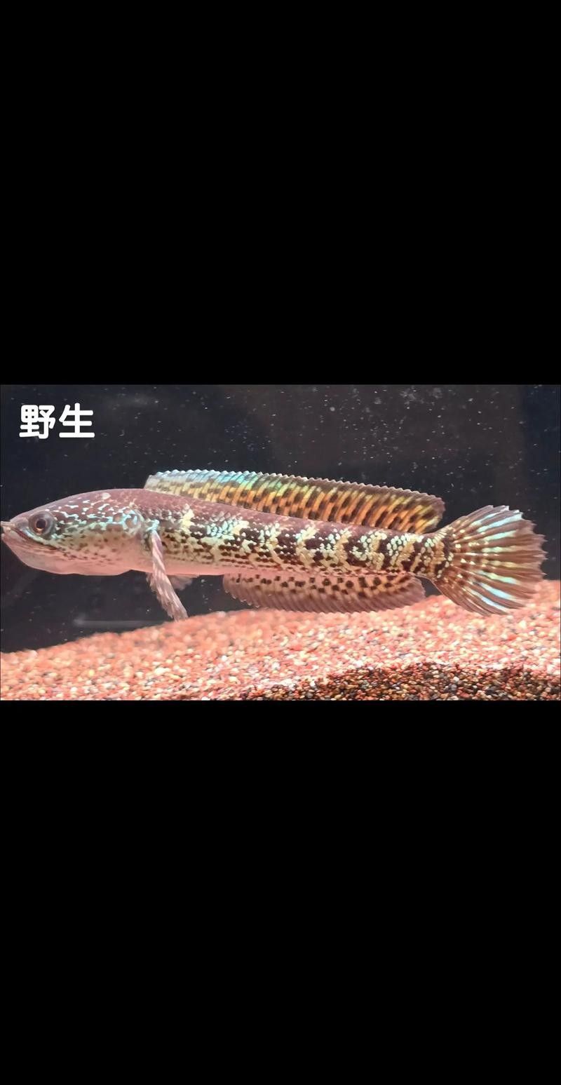 雷龍魚苗分公母圖片
