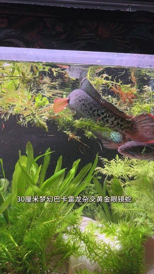 雷龍魚苗分公母圖片