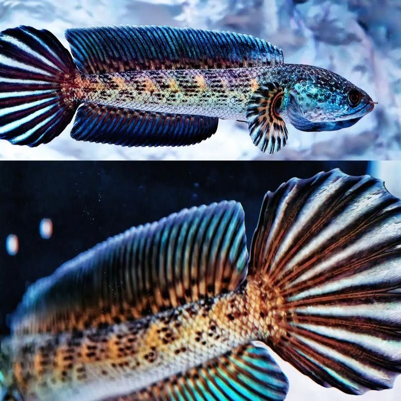 雷龍魚苗分公母圖片