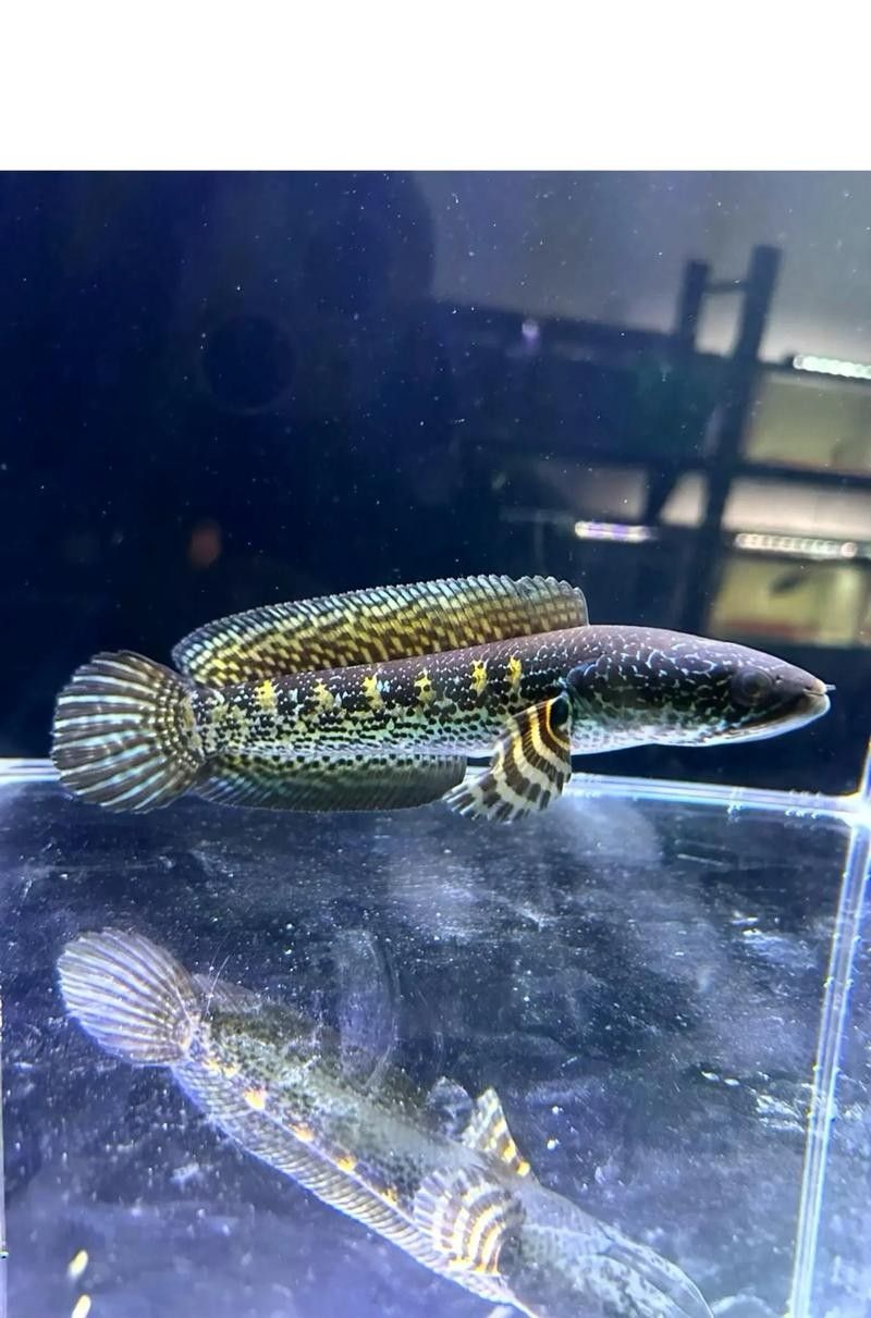 雷龍魚苗分公母圖片