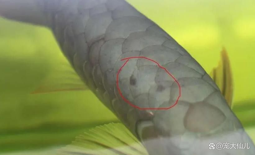 金龍魚頭朝上尾巴朝下咋回事 金龍魚頭朝上尾巴朝下咋回事 龍魚百科 第2張