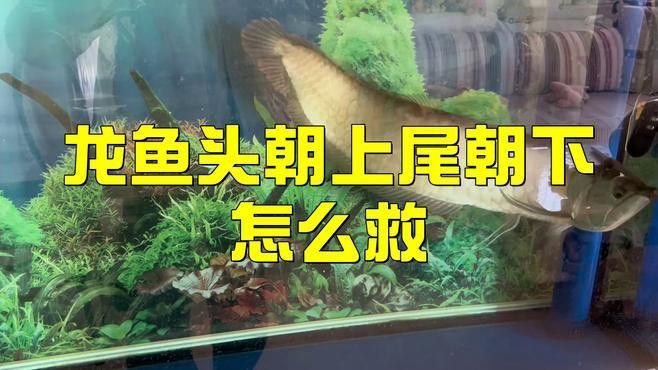 金龍魚頭朝上尾巴朝下咋回事 金龍魚頭朝上尾巴朝下咋回事 龍魚百科 第7張