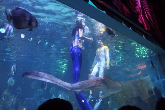 祥龍水族館人魚表演時間表：祥龍水族館人魚表演 祥龍水族館人魚表演時間表：祥龍水族館人魚表演 龍魚百科 第4張