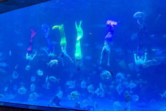 祥龍水族館人魚表演時間表：祥龍水族館人魚表演 祥龍水族館人魚表演時間表：祥龍水族館人魚表演 龍魚百科 第2張