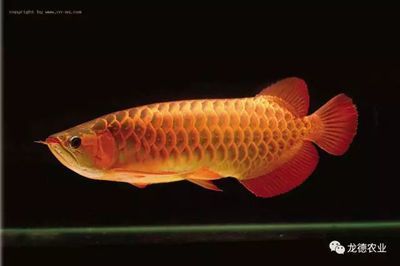 二手龍魚轉讓出售信息：廈門二手龍魚轉讓出售信息 二手龍魚轉讓出售信息：廈門二手龍魚轉讓出售信息 龍魚百科 第1張
