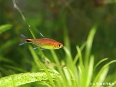 清道夫和龍魚能混養嗎（清道夫和龍魚可以混養嗎）