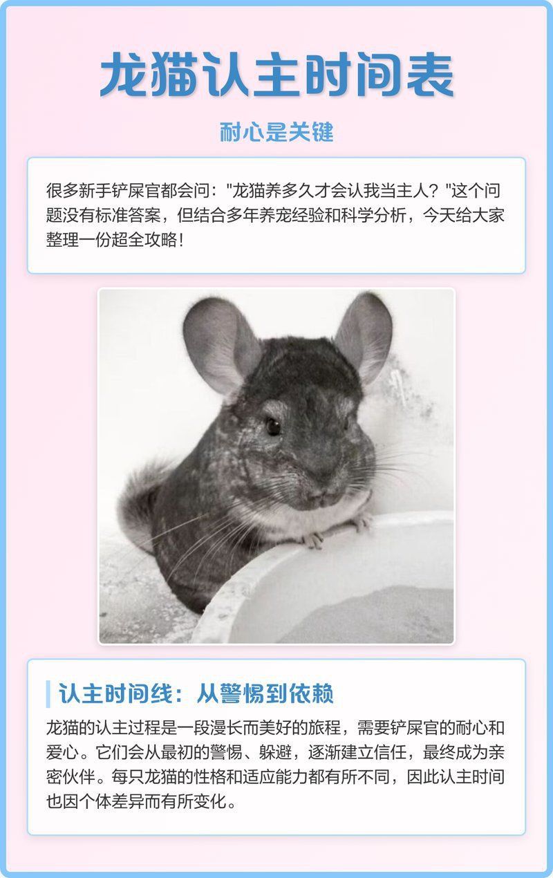 龍貓和貓共養需要多長時間適應？