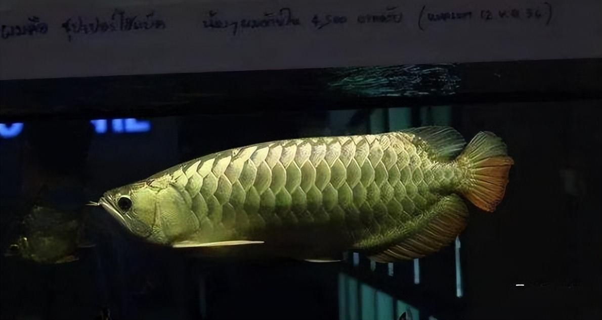 龍魚立鱗恢復后多久喂食一次：龍魚立鱗恢復后多久喂一次