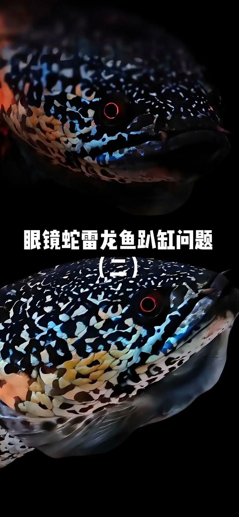 哪些因素會導致雷龍魚趴缸？