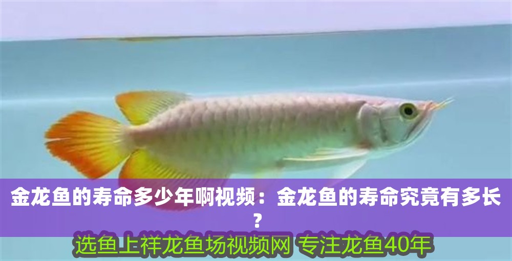 金龍魚的壽命多少年啊視頻：金龍魚的壽命究竟有多長？