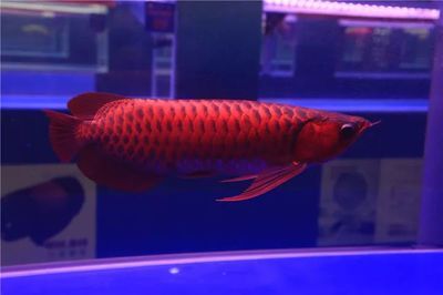 龍魚比賽冠軍價值多少（龍魚比賽冠軍的價值因地區、品種和市場狀況而異）