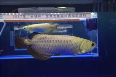 龍魚比賽冠軍價值多少（龍魚比賽冠軍的價值因地區、品種和市場狀況而異）