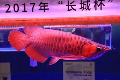 龍魚比賽冠軍價值多少（龍魚比賽冠軍的價值因地區、品種和市場狀況而異）