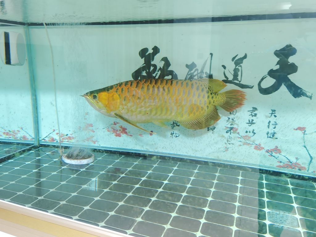 龍魚是不是風(fēng)水魚類：龍魚的風(fēng)水作用