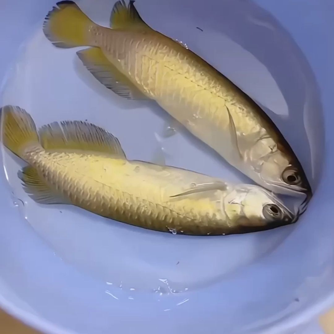網上混發的龍魚苗是真的嗎（網上混發的龍魚苗是否真實，購買時需要注意避免陷阱）