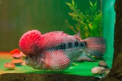 網上混發的龍魚苗是真的嗎（網上混發的龍魚苗是否真實，購買時需要注意避免陷阱）