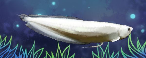 養龍魚溫度最高多少度合適