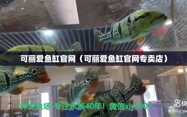 觀賞魚金龍魚（觀賞魚金龍魚多少錢一條）