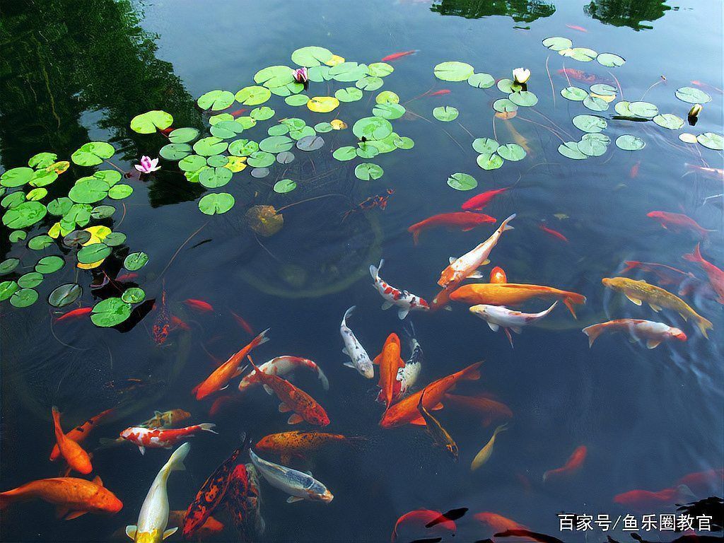 錦鯉是鯉魚嗎