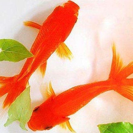 錦鯉是鯉魚嗎