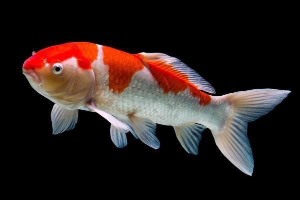 錦鯉是鯉魚嗎