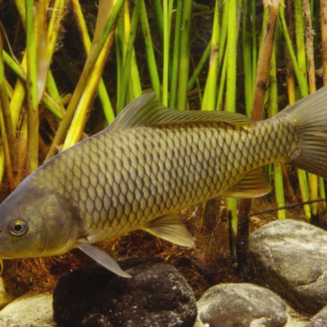 錦鯉是鯉魚嗎