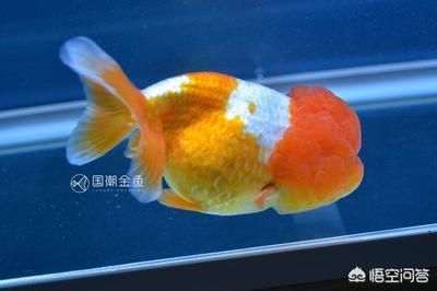 龍魚和金魚哪個好養（金魚適合新手養殖嗎，龍魚養殖需要注意哪些問題）