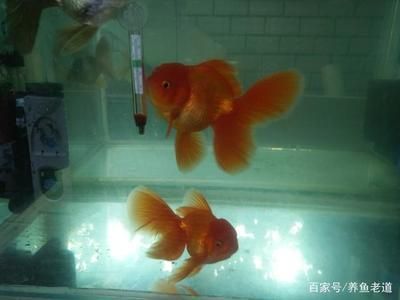龍魚和金魚哪個好養（金魚適合新手養殖嗎，龍魚養殖需要注意哪些問題）