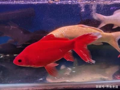 龍魚和金魚哪個好養（金魚適合新手養殖嗎，龍魚養殖需要注意哪些問題）