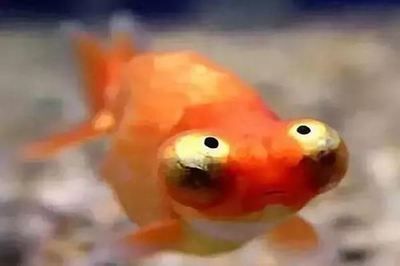 龍魚和金魚哪個好養（金魚適合新手養殖嗎，龍魚養殖需要注意哪些問題）