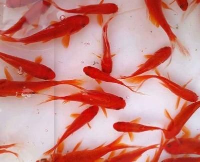 龍魚和金魚哪個好養（金魚適合新手養殖嗎，龍魚養殖需要注意哪些問題）