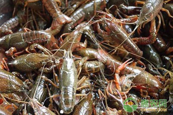 龍魚和蝦混養(yǎng)（龍魚與蝦可以混養(yǎng)嗎）