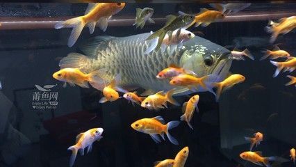 怎樣養紅龍魚體型好看又好養：紅龍魚養護紅龍魚怎么養才好，紅龍魚怎么養才好
